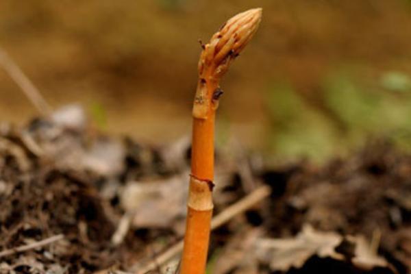 天麻种植的条件是什么 天麻种植时间