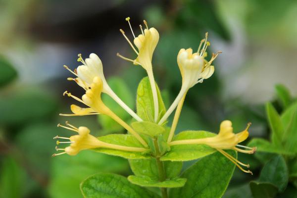 川银花和金银花一样吗