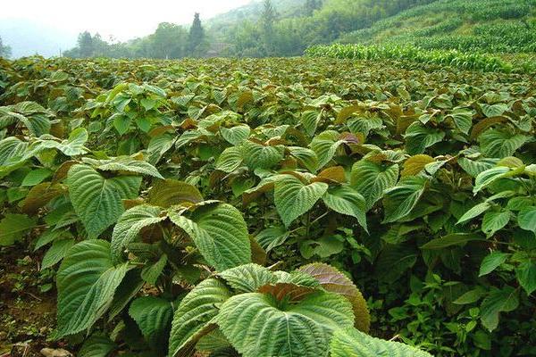 2018种紫苏赚钱吗？紫苏种植的利润与投资成本及前景预测