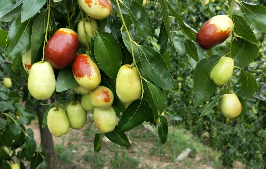 比较耐旱的果树有哪些？分别有什么特色？"