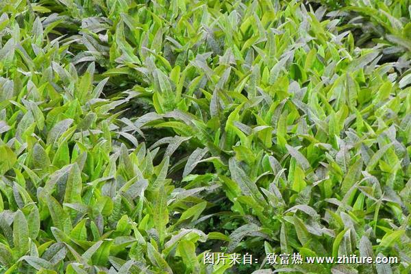 2018种油麦菜赚钱吗？油麦菜种植的利润与投资成本及前景预测"