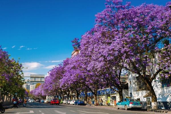 蓝花楹图片大全 蓝花楹花语及寓意