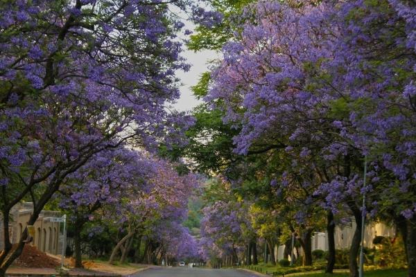 蓝花楹图片大全 蓝花楹花语及寓意