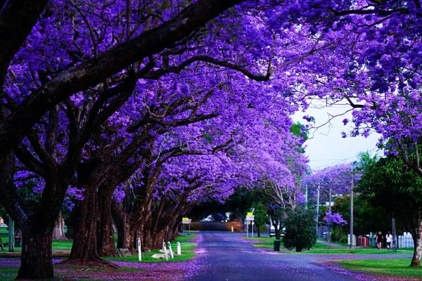 蓝花楹图片大全 蓝花楹花语及寓意