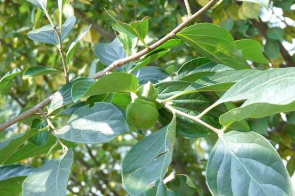 柿子叶茶的功效与作用 柿子叶茶的制作方法