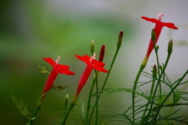 茑萝图片大全 茑萝花语及寓意