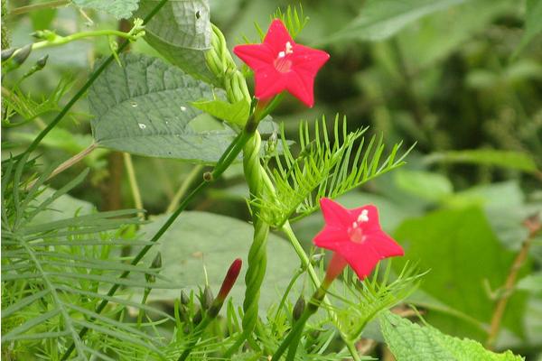 茑萝图片大全 茑萝花语及寓意