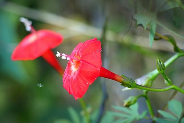 茑萝图片大全 茑萝花语及寓意