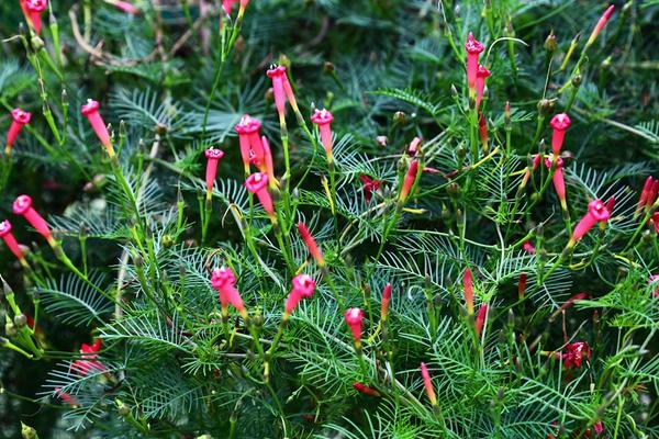 茑萝图片大全 茑萝花语及寓意