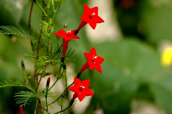 茑萝图片大全 茑萝花语及寓意