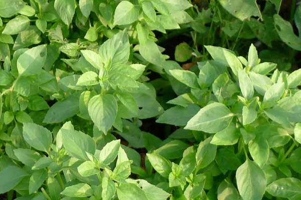 荆芥种植条件