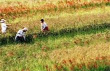 红米种植技术之化学除草技术"