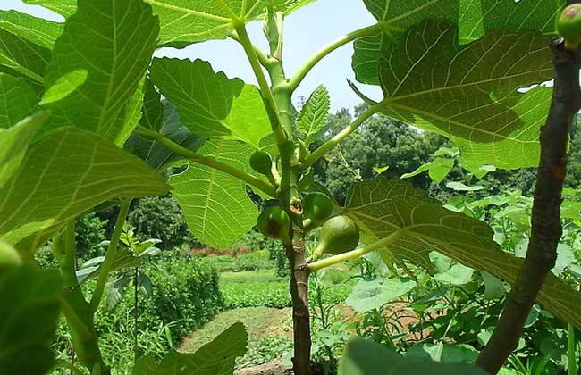 无花果栽培技术与管理方法