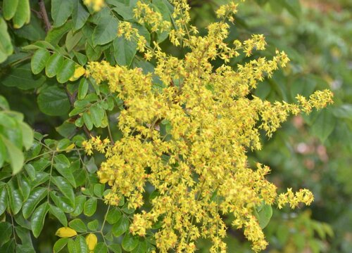 黄山栾和栾树的区别"