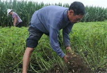 花生种植技术之留种技巧"