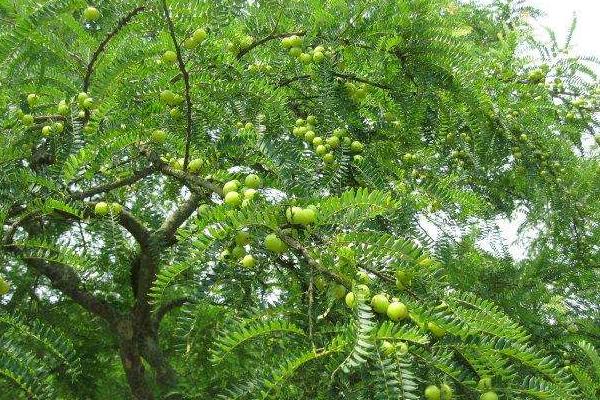 余甘果种植技术