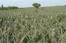 菠萝种植拟茎点霉叶斑病的防治"