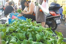 雨水后遗症 青菜价格贵