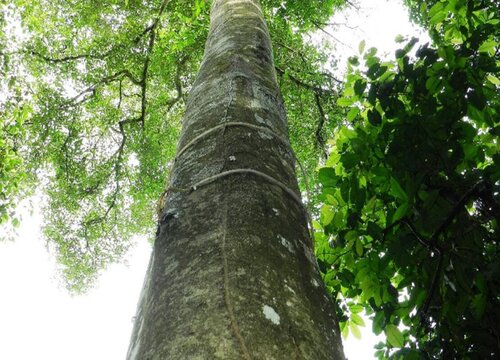 药沉香和沉香的区别"