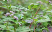 200余斤荞麦找买家