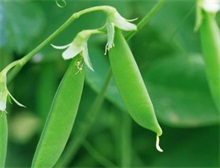 豌豆种植技术之霜霉病的防治"