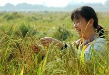 糯米种植技术之烂秧防治方法"