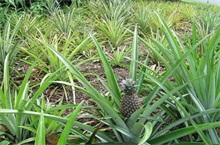 菠萝种植缺素症的防治"