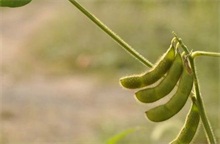 东北大豆种植之春播技术"