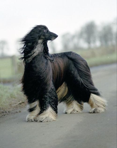 阿富汗猎犬图片大全