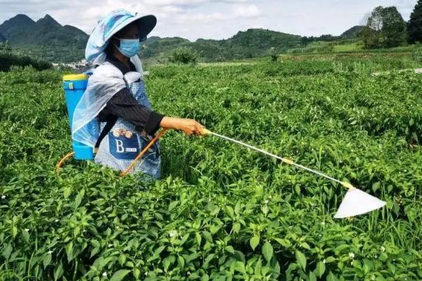 工业辣椒如何种植及管理