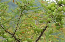 橄榄种植实生砧木苗的繁育"