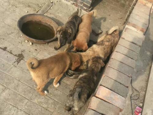 太行犬图片大全