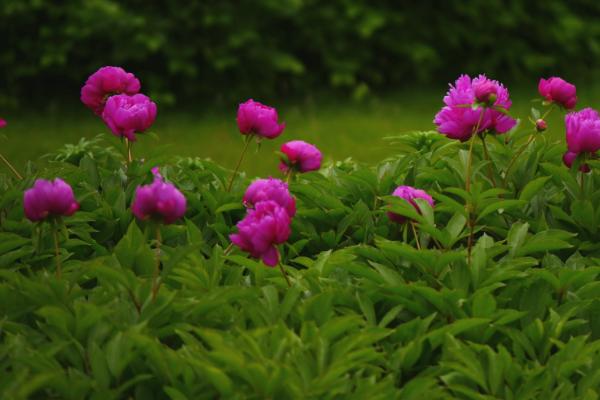 芍药什么时候种（几月） 芍药什么时候开花