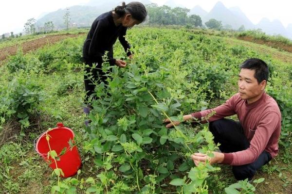 金银花怎么种植 金银花种植技术