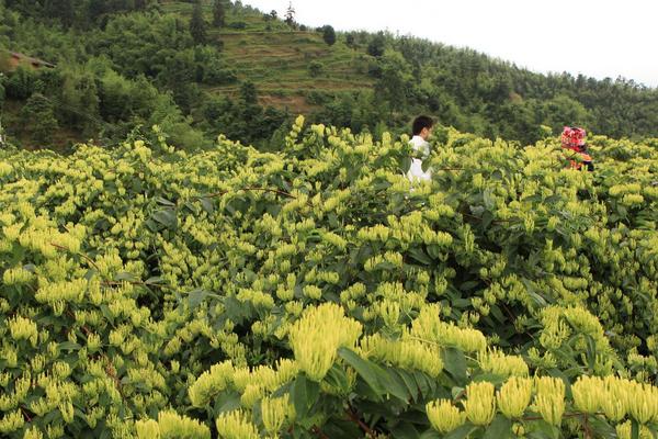 金银花怎么种植 金银花种植技术