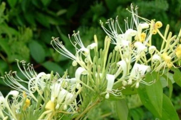 金银花怎么种植 金银花种植技术