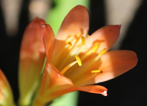 代表财源滚滚的花束（什么花的花语寓意是财源广进）