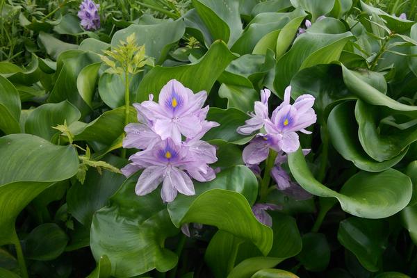 2018种水葫芦赚钱吗？水葫芦种植的利润与投资成本及前景预测