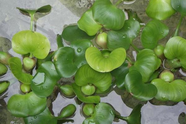 2018种水葫芦赚钱吗？水葫芦种植的利润与投资成本及前景预测