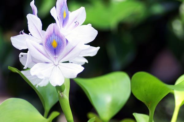 2018种水葫芦赚钱吗？水葫芦种植的利润与投资成本及前景预测