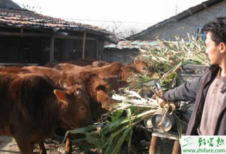 养殖肉牛育肥期日常管理措施"