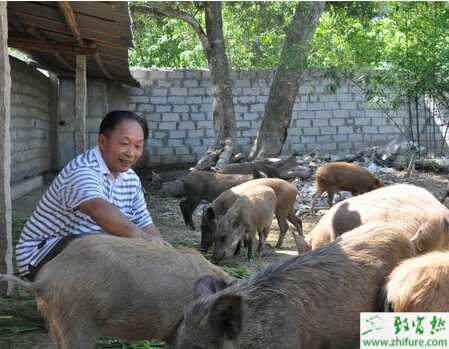 养殖特种野猪如何接产"