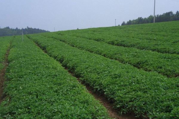 太子参种植技术 太子参种植时间