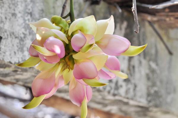 禾雀花图片大全 禾雀花花语及寓意 禾雀花有几种颜色