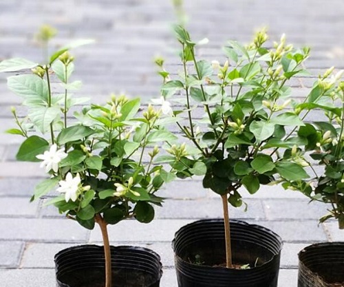 笔尖茉莉一年开几次花 花期月份与时间