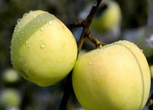 明月苹果品种介绍（青森明月产地、成熟期、市场价格）