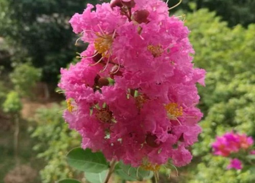 属猪人的风水植物（属猪的人家里放什么绿植旺财好运）"