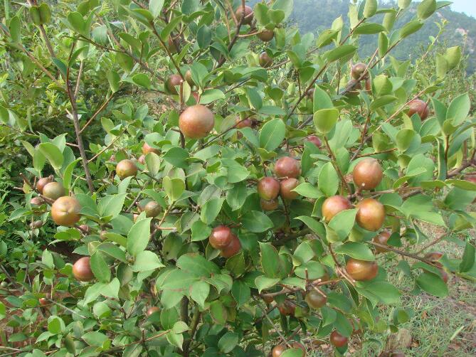 油茶树种植技术