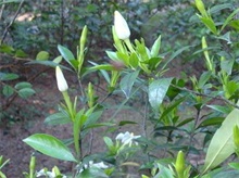 栀子花害虫柿绵蚧和小灰蝶的防治"