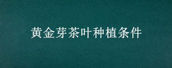 黄金芽茶叶种植条件"